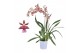 Oncidium rosy sunset 1 tak 