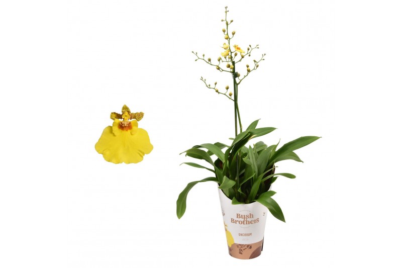 Oncidium münsterland stern 1 tak 