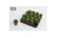 Haworthia cymbiformis 