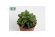 Haworthia cymbiformis 