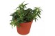 Hedera tres coupe helix 7pp - 5-8cm Rank - Sagittaefolia 