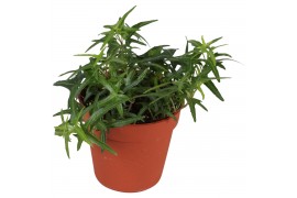 Hedera tres coupe helix 7pp - 5-8cm Rank - Sagittaefolia