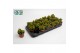 Crassula overig Horn Tree Special 