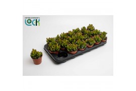 Crassula overig Horn Tree Special