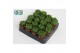 Haworthia cooperi 
