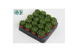 Haworthia cooperi