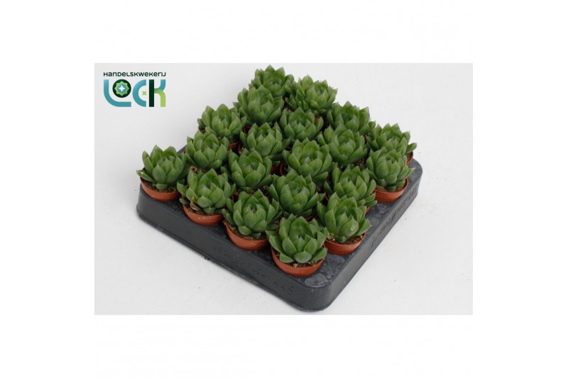 Haworthia cooperi 