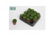 Haworthia cooperi 