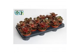 Echeveria zonder bloem Magic Red