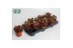 Echeveria zonder bloem Magic Red 