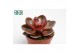 Echeveria zonder bloem Magic Red 