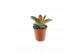 Succulenten Kalanchoë Tomentosa brown, 