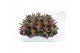 Succulenten Kalanchoë Tomentosa brown, 