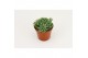 Echeveria Echeveria Scorpio 