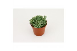 Echeveria Echeveria Scorpio