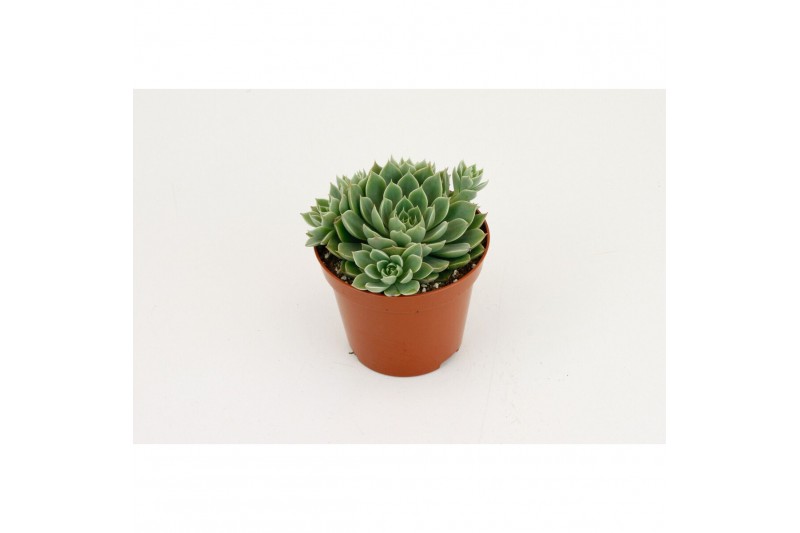 Echeveria Echeveria Scorpio 