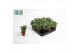 Crassula Arborensis Cristaat 