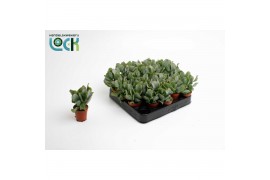 Crassula Arborensis Cristaat