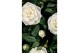 Rosa alaska kordana Rosa Kordana Alaska (Wit) 6 bl. 