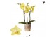 Phalaenopsis multiflora geel 3 tak 