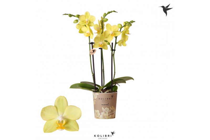Phalaenopsis multiflora geel 3 tak 