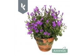 Campanula port. ambella intens purple Campanula Ambella Intens Purple 