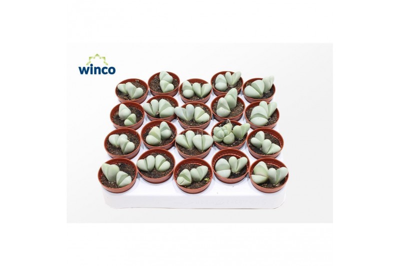 Succulenten Dintheranthus Puberules 