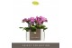 Phalaenopsis multiflora paars Optifriend Lotte 2spike 