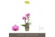 Phalaenopsis multiflora paars Optifriend Lotte 2spike 