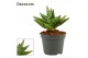 Sansevieria cylindrica rocky crown decorum 