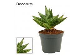 Sansevieria cylindrica rocky crown decorum