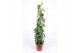 Philodendron scandens piramide 