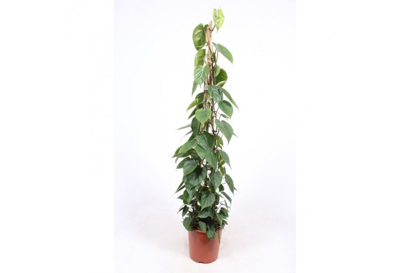 Philodendron scandens piramide 