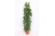 Philodendron scandens piramide 