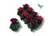 Cyclamen pers. super serie compact dark mix 