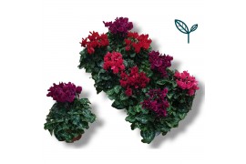 Cyclamen pers. super serie compact dark mix