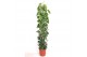 Philodendron scandens zuilvorm op rek 