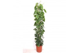 Philodendron scandens zuilvorm op rek