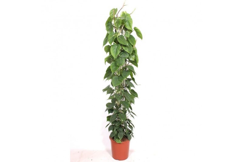 Philodendron scandens zuilvorm op rek 