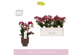 Phalaenopsis multiflora rood Boquetto Temptation 3-5 tak in Brown Emil