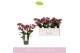 Phalaenopsis multiflora rood Boquetto Temptation 3-5 tak 