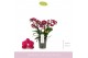 Phalaenopsis multiflora rood Boquetto Temptation 3-5 tak 
