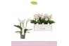Phalaenopsis multiflora wit 3-5 tak