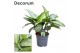 Aglaonema silverado Decorum 