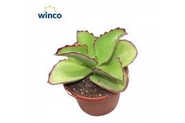 Kalanchoe tomentosa synsepala