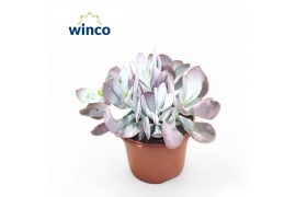 Cotyledon coral Ssp.(pink Leaf)