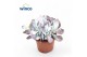 Cotyledon coral Ssp.(pink Leaf) 