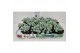 Sedum spathulifolium cape blanco sedum "Cape Blanco" 
