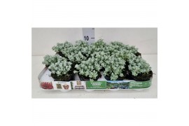 Sedum spathulifolium cape blanco sedum "Cape Blanco"
