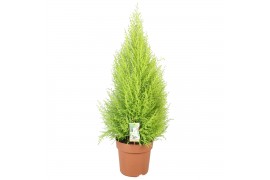 Cupressus macr. goldcrest wilma